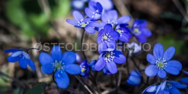 Blåveis, Moss - Østfoldbilder.no
