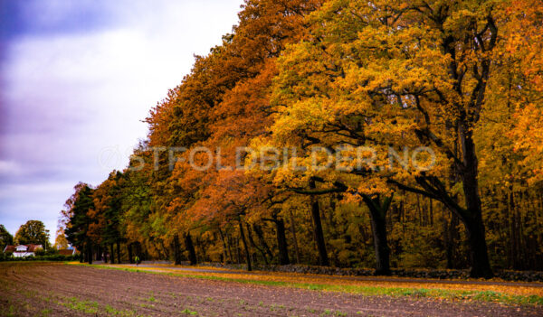 Grønliskogen, Jeløy - Østfoldbilder.no